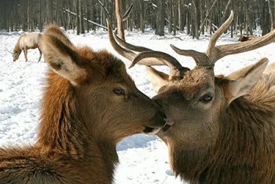 imagen de animales con mucho amor