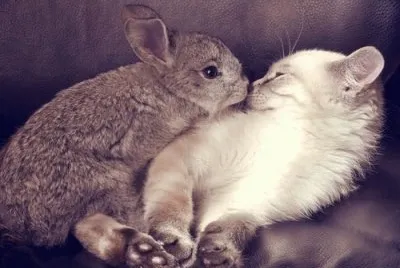 Animales cariÃ±osos