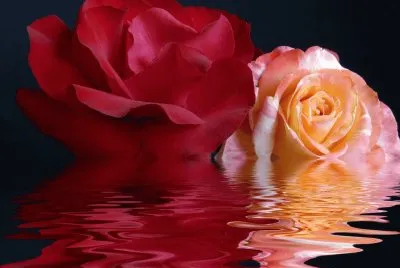 Agua y rosas