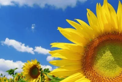 Girasoles.jpg jigsaw puzzle