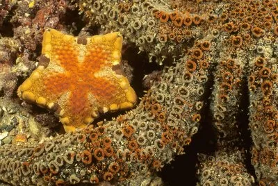 estrela