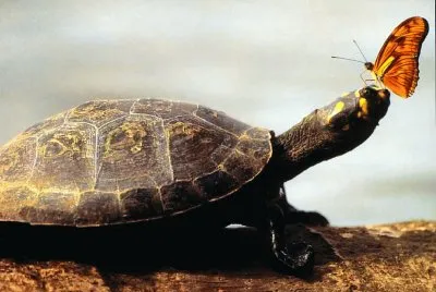 IMAGEM-TARTARUGA-DA-AMAZONIA jigsaw puzzle