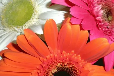 flores_coloridas_bonitas_225827f5e8a71a230fa431804