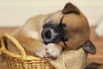 wallpaper-de-cachorro-2 jigsaw puzzle