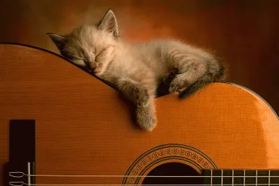 פאזל של Cute_Kitty_Acoustic_Guitar_Wallpaper