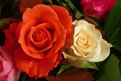 flores_coloridas_21a4ae210861f069fdf01c7064bd8c97_