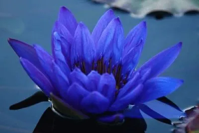 Koi Water Lily