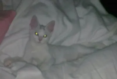 LULU PRINCESA