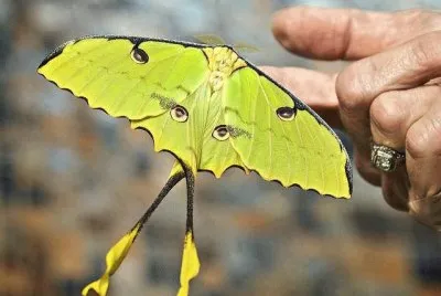 פאזל של mariposa