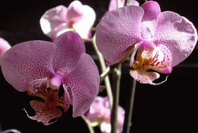 OrquÃ­dia