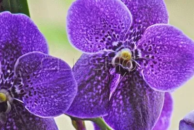 Deep Purple Orchids