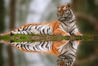 פאזל של TIGRE