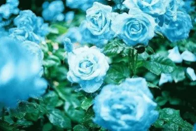 * jigsaw puzzle