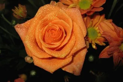 * jigsaw puzzle