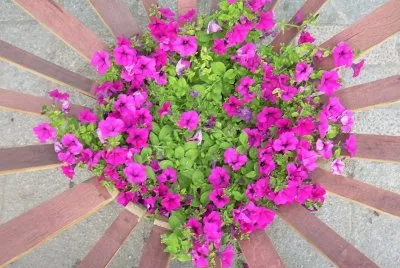 Flors