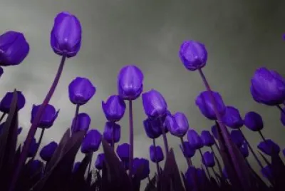 Tulips Under Gray Sky