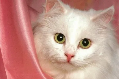 gato_40