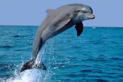 imagens-de-animais7