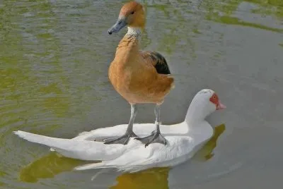 Hitching a Ride jigsaw puzzle