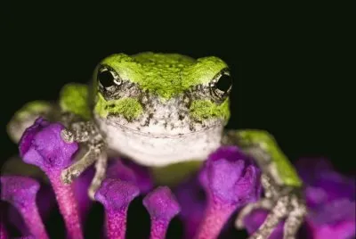 Purple and Green