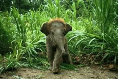 Baby Elephant