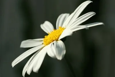 Glowing Through The Darkness