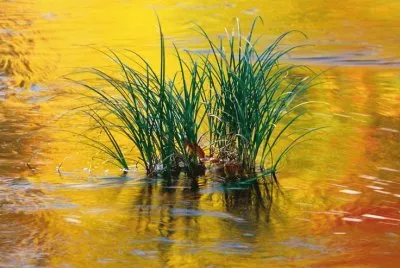 Reflections in Water