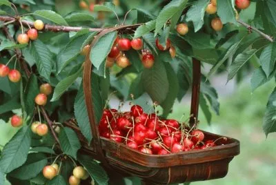 Cherry Picking