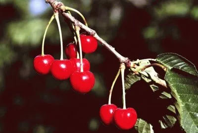 Cherries