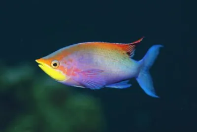 peces67