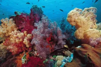 fondo marino