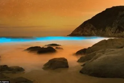 Red Tide Reacts with Algae-Pacifica