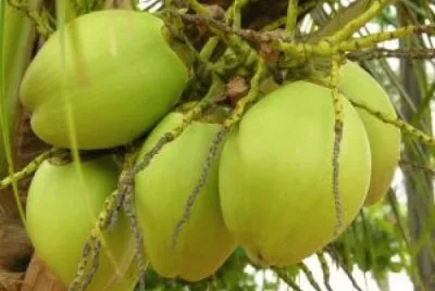 Cocos