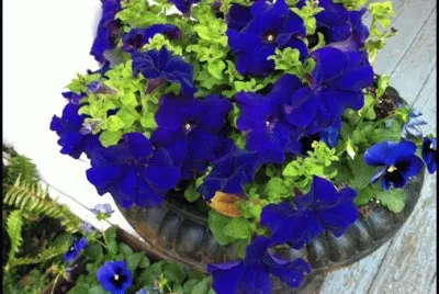 Blooming Petunias and Pansies