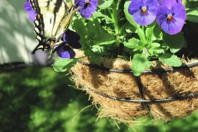 Flower and Butterfly