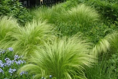 ornamental grass NYC jigsaw puzzle