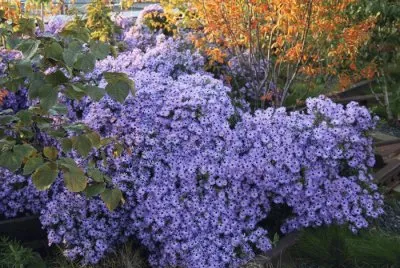 burst of purple