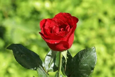 flores-rosas-hermosas-fotos-m-s-bellas-fondos-de-p