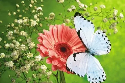 A borboleta e a flor - Victor Hugo