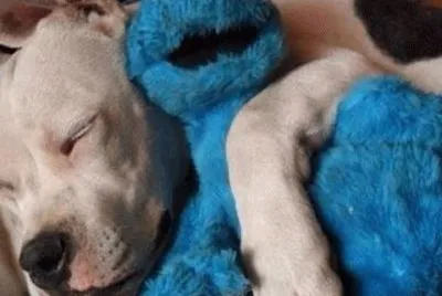 פאזל של PERRITO TIERNO