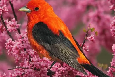Hermoso