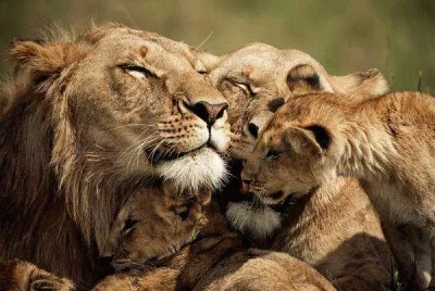lions