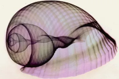 shell x-ray