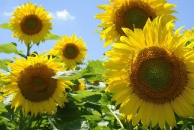 sunflowers