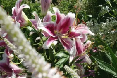 Lilies