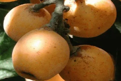 frutas