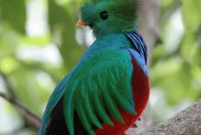 aves