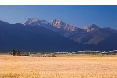 Montana wheat fields