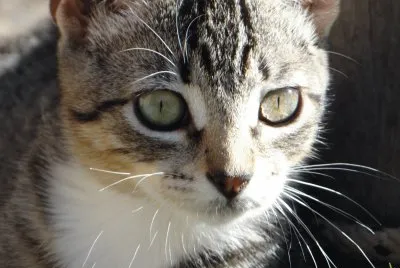 LINDO GATO