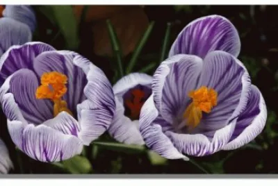 Spring Crocus-Scotland